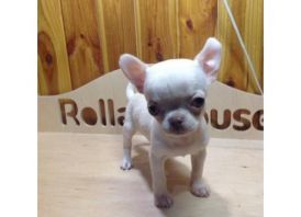 Male & Female Chihuahua Puppies for Sale