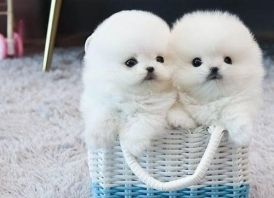 Miniatiūrinė Pomeranijos špicė