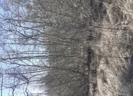 Miškas 