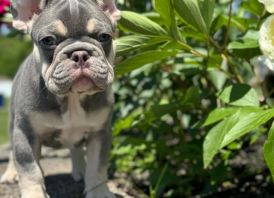 Parduodami nuostabūs prancūzų buldogų