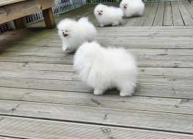 Pomeranijos špicų šuniukai