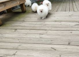Pomeranijos špicų šuniukai