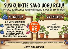 Silauogiu ir aktinidiju sodinukai