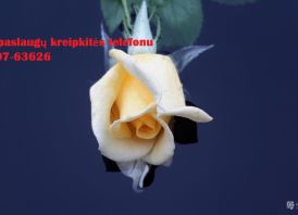 Studentams, doktorantams 860763626