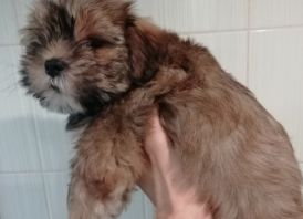 Щенки Шоркав поисках нового дома